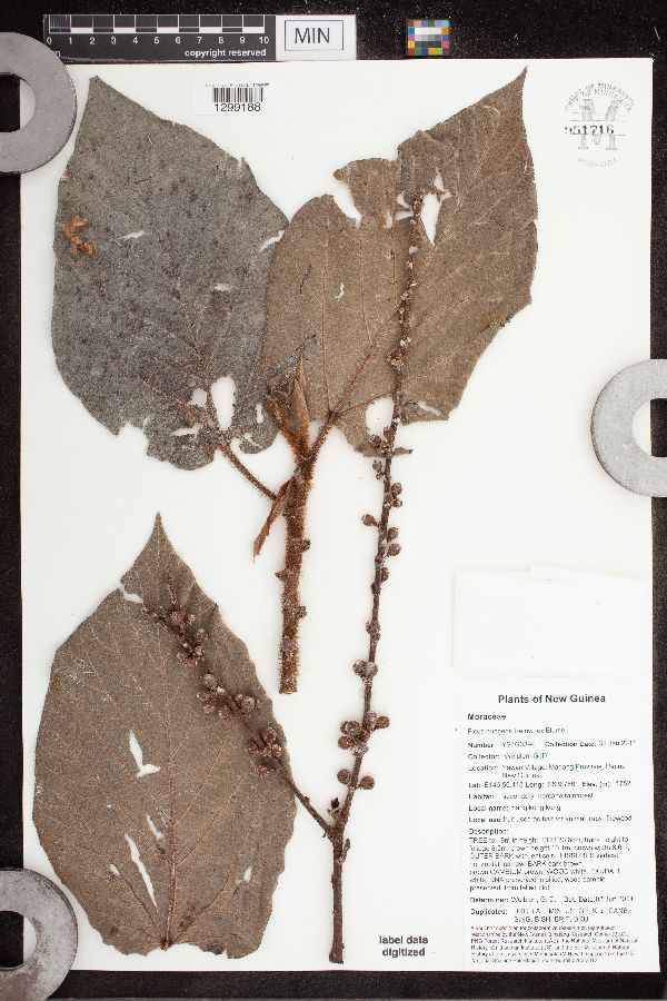 Ficus pungens image