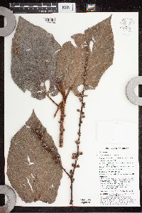 Ficus pungens image