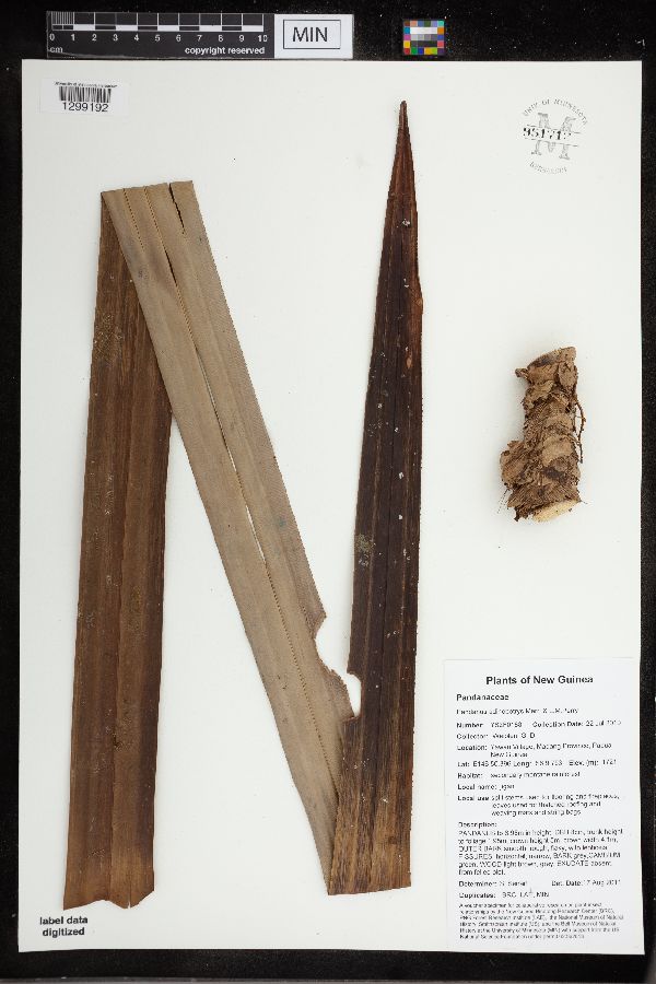 Benstonea adinobotrys image