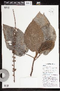 Ficus pungens image