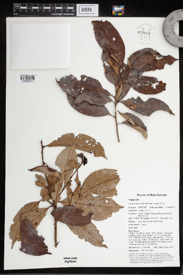 Castanopsis acuminatissima image