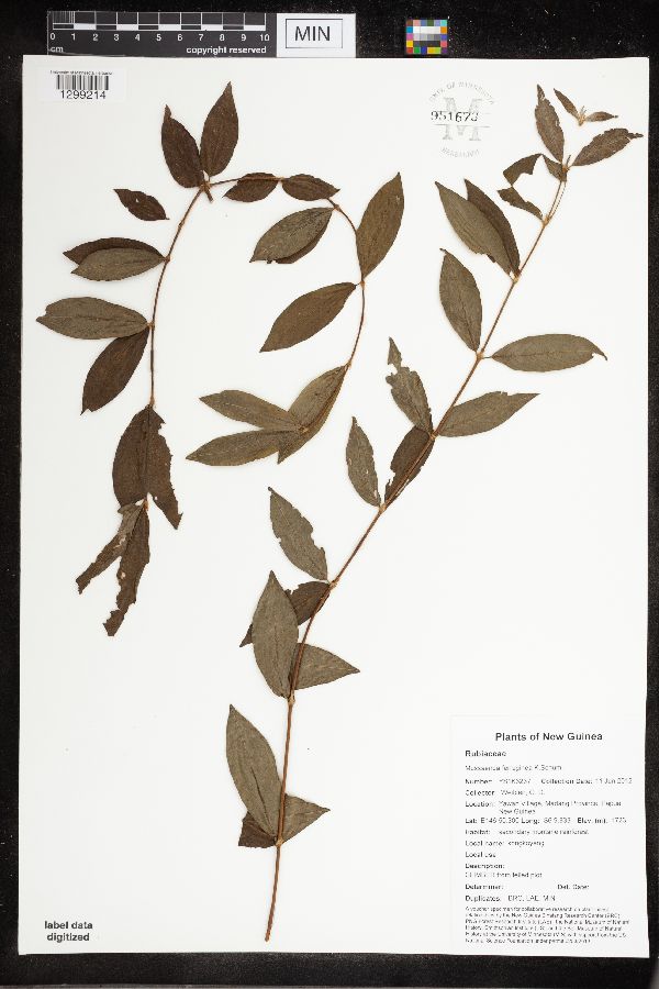 Mussaenda ferruginea image