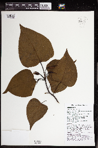 Homalanthus nervosus image