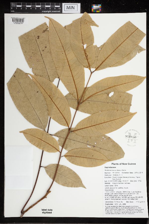 Mischocarpus sundaicus image