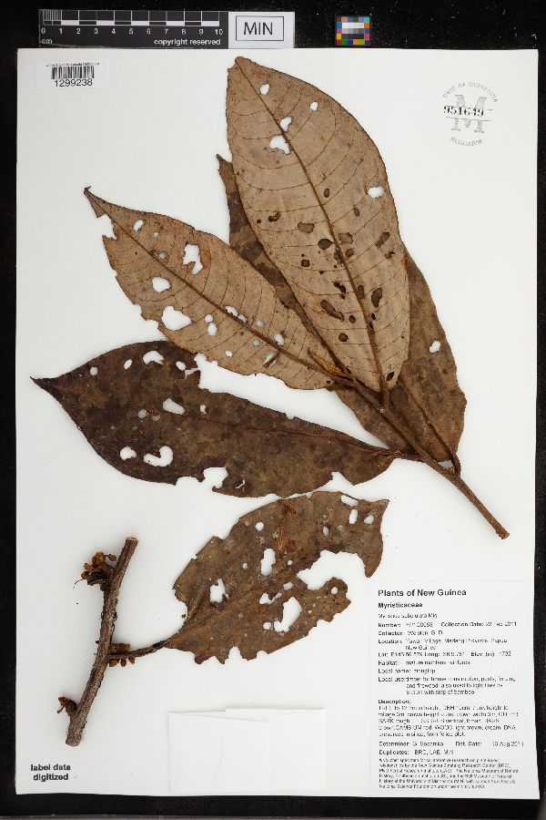 Myristica subalulata image
