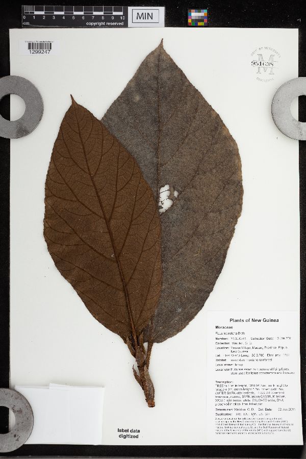 Ficus iodotricha image