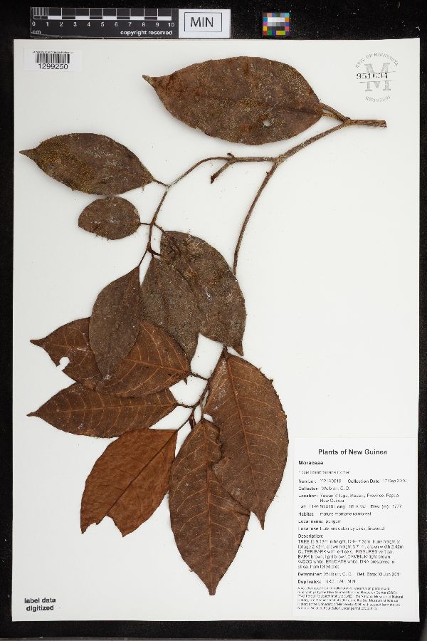 Ficus hombroniana image