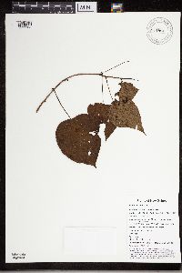 Stephania japonica image