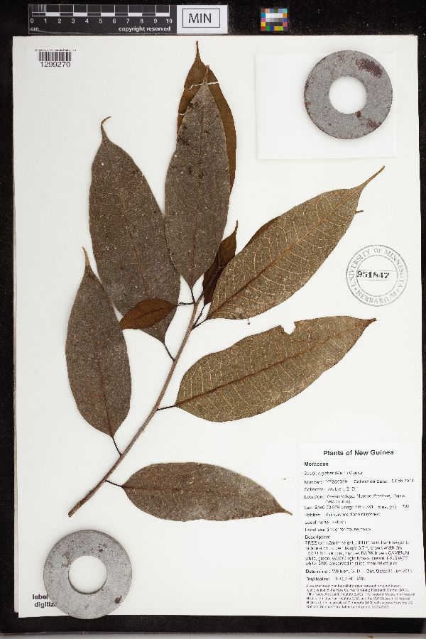 Paratrophis image