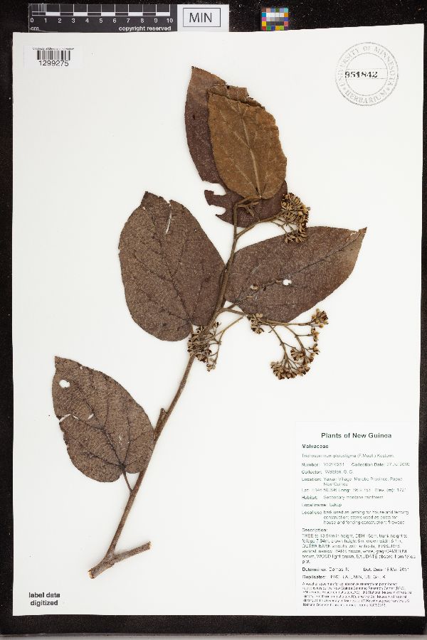 Trichospermum pleiostigma image