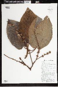 Ficus pungens image