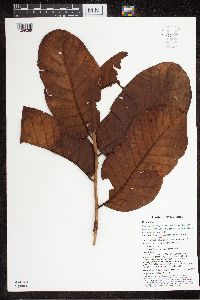 Prunus dolichobotrys image