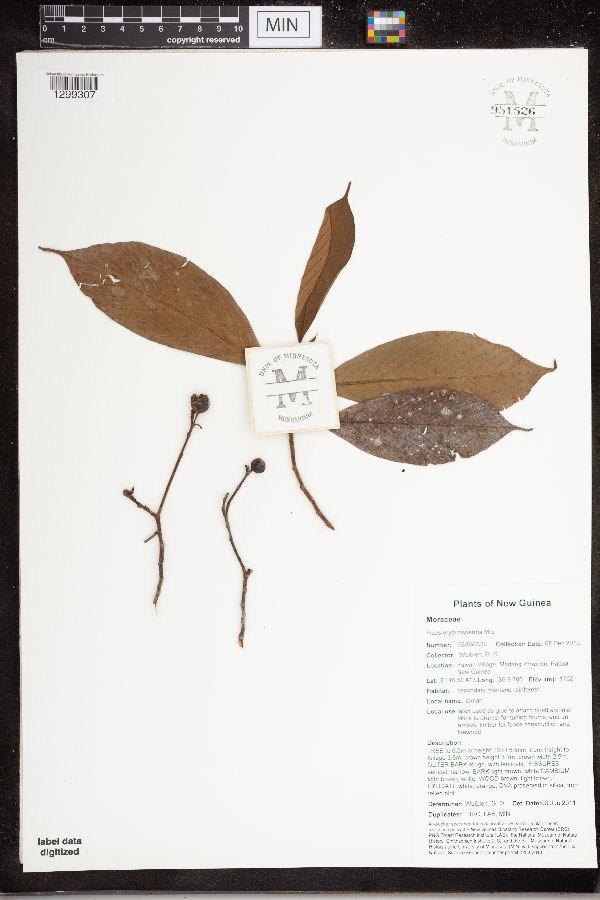 Ficus erythrosperma image