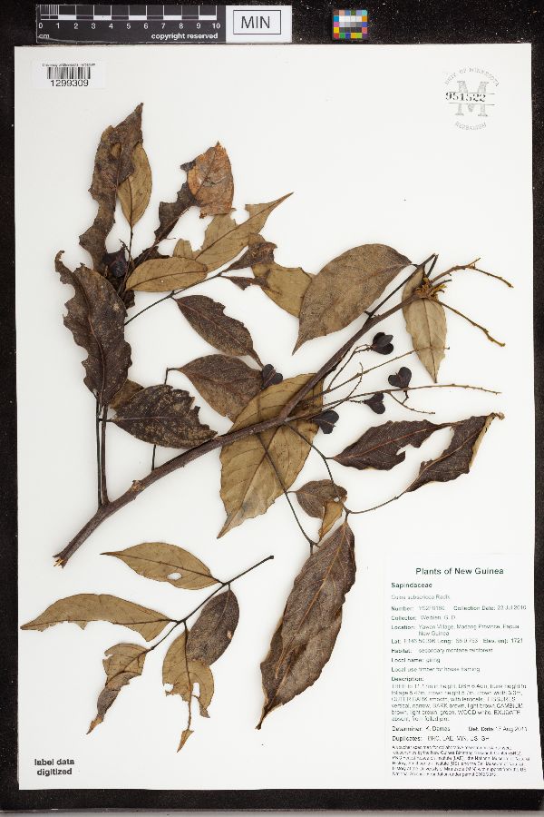 Guioa subsericea image