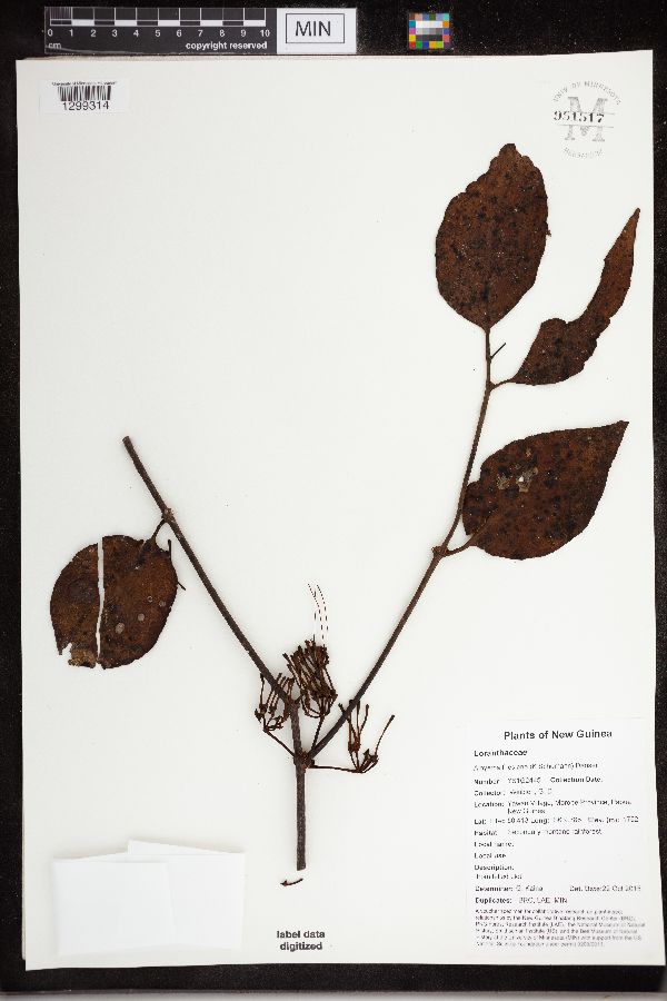 Amyema friesiana image