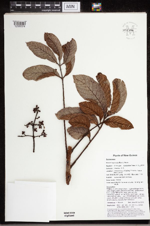 Meliosma pinnata image