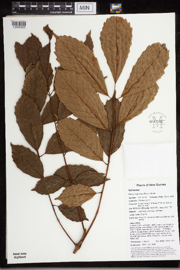 Meliosma pinnata image