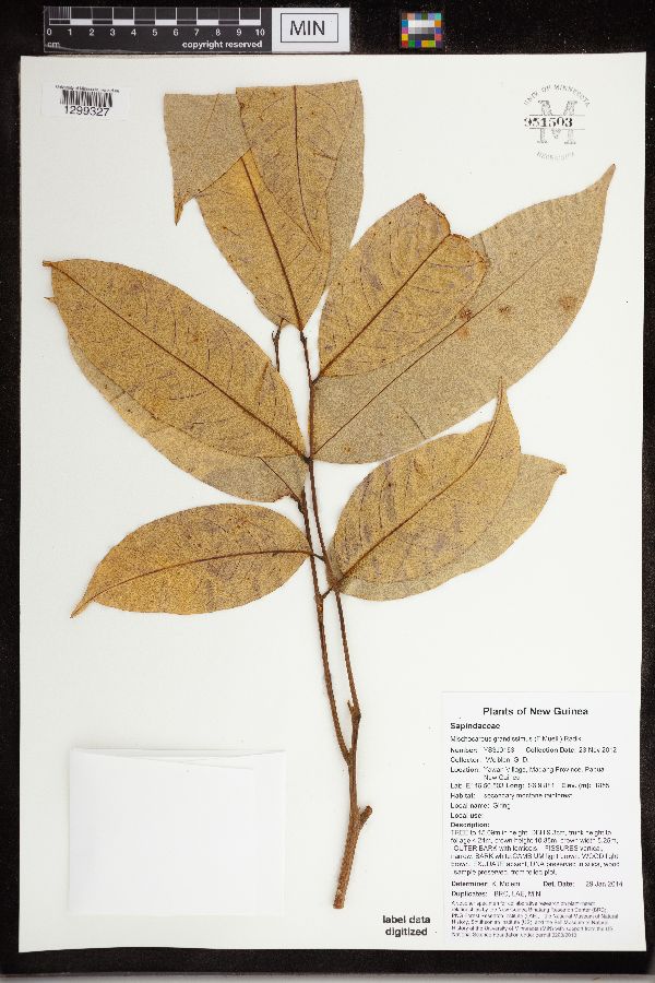 Mischocarpus grandissimus image