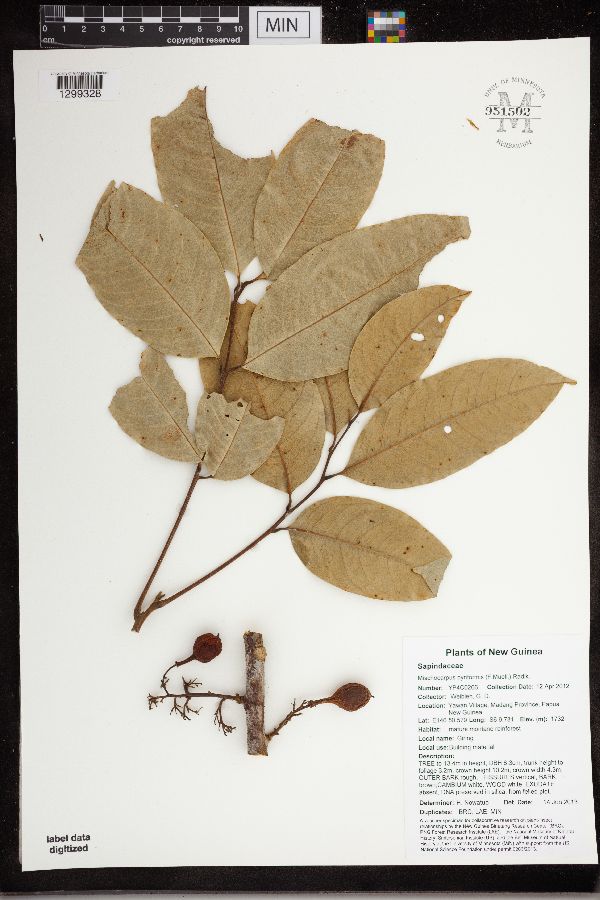 Mischocarpus pyriformis image
