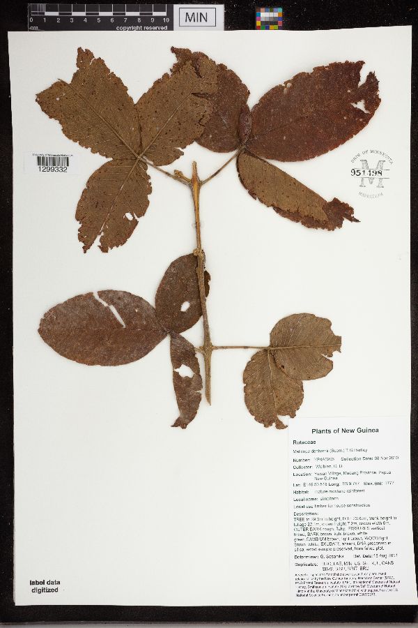 Melicope denhamii image