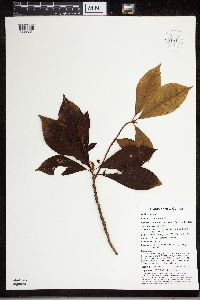 Saurauia schumanniana image