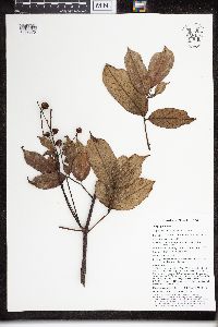 Staphylea pentandra image