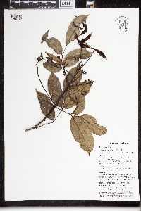 Staphylea pentandra image