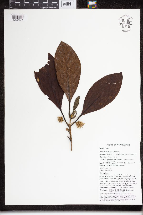 Timonius densiflorus image