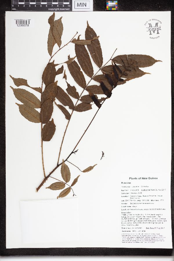 Zanthoxylum image