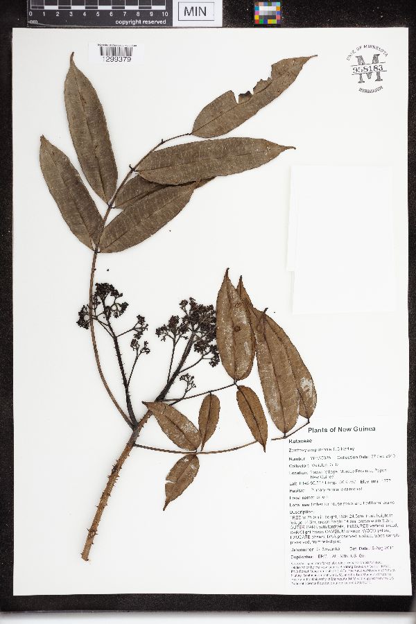 Zanthoxylum pluviatile image