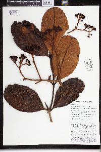 Syzygium furfuraceum image