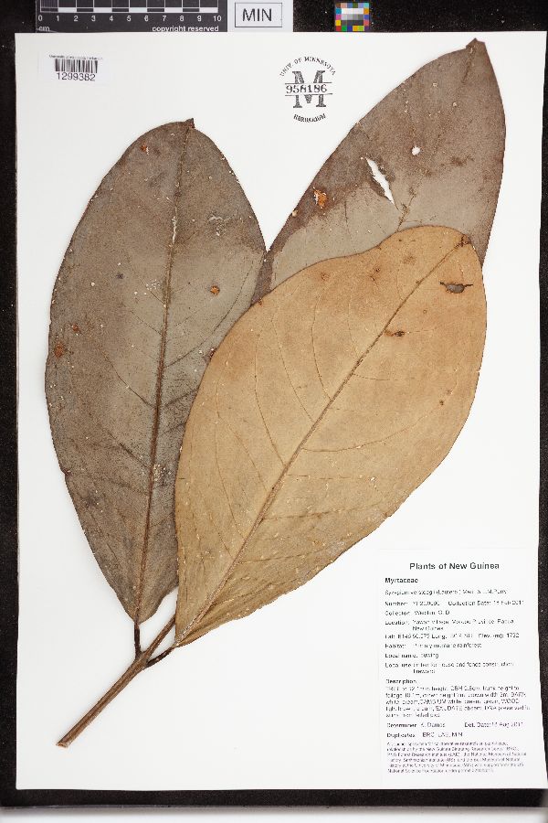 Syzygium versteegii image