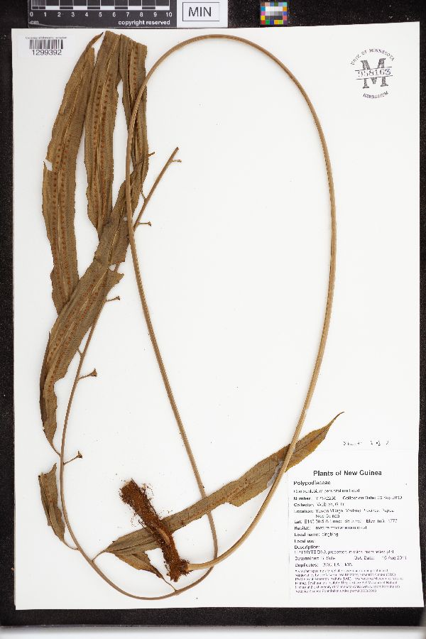 Goniophlebium persicifolium image