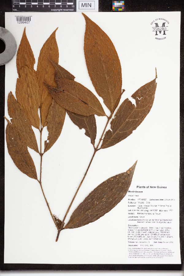 Steganthera image
