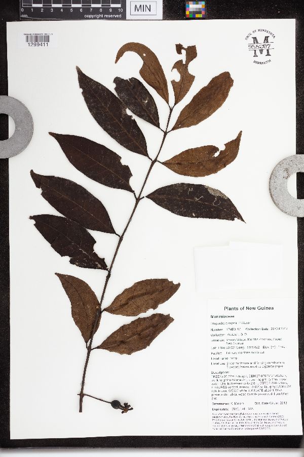 Steganthera royenii image