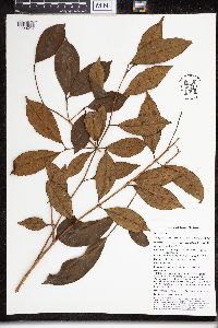 Syzygium decipiens image