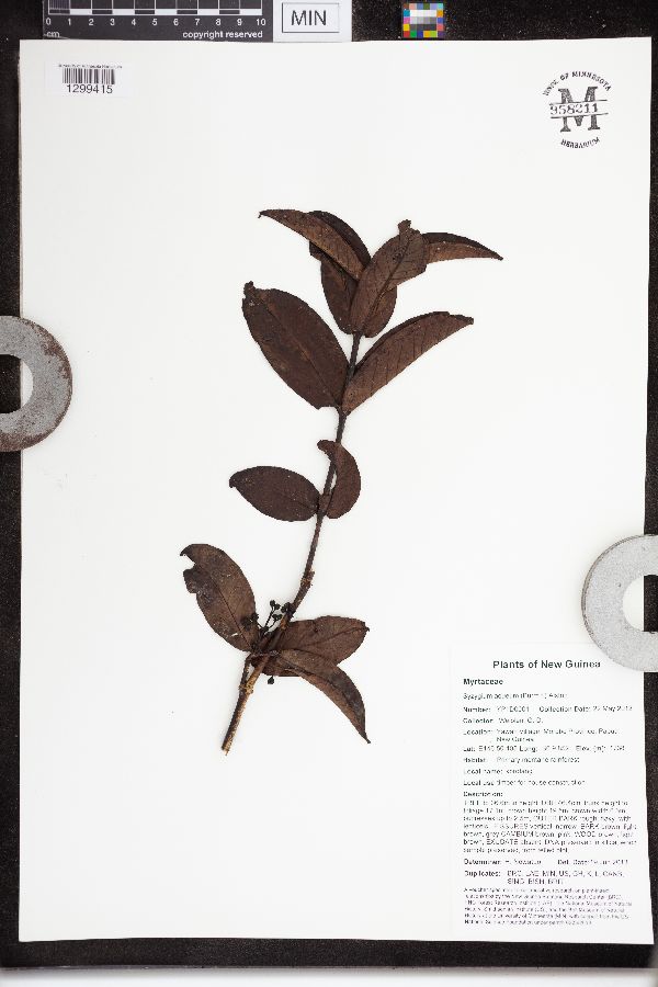 Syzygium aqueum image