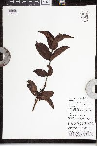 Syzygium aqueum image