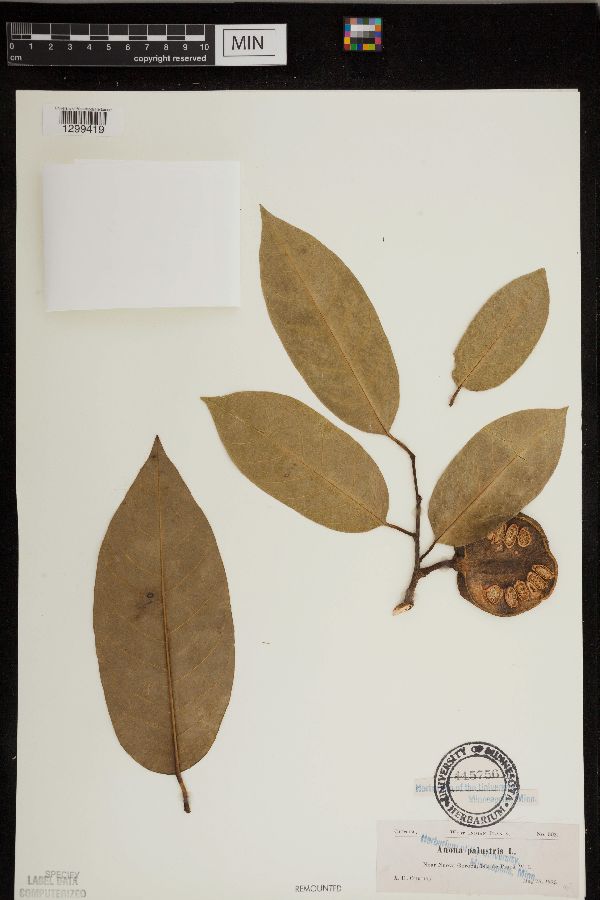 Annona palustris image