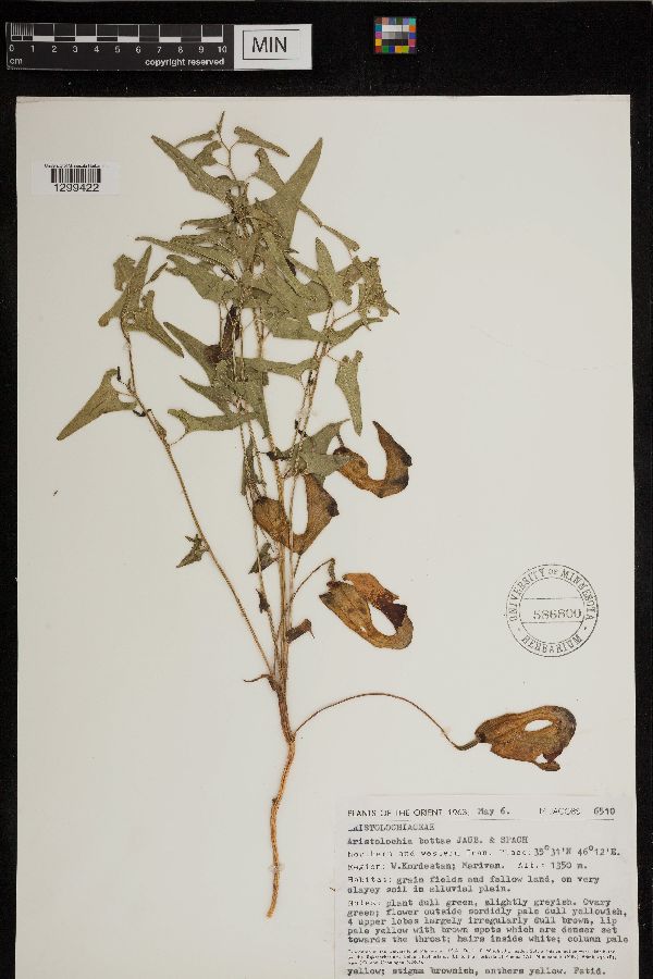 Aristolochia bottae image