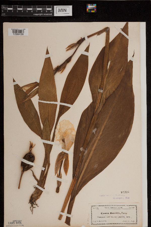Canna flaccida image