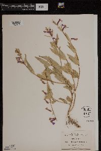 Image of Cuphea procumbens