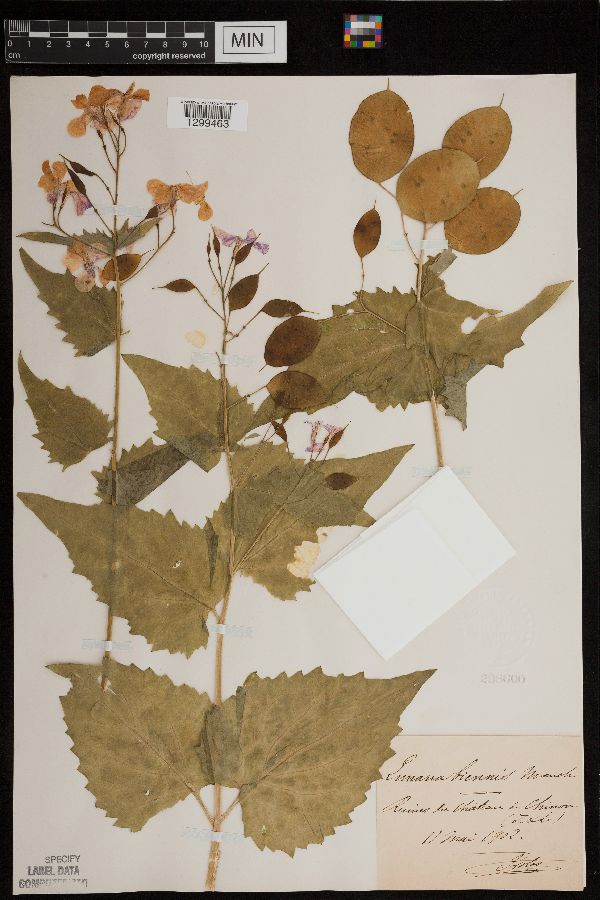 Lunaria annua image