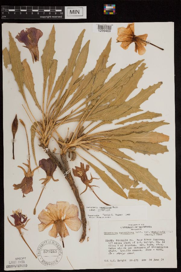 Oenothera caespitosa subsp. caespitosa image