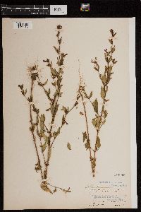 Image of Cuphea viscosissima