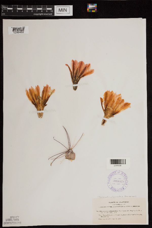 Echinocactus polyancistrus image