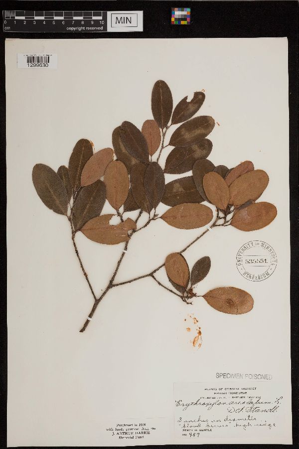 Erythroxylum image