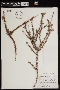 Image of Erythroxylum minutifolium
