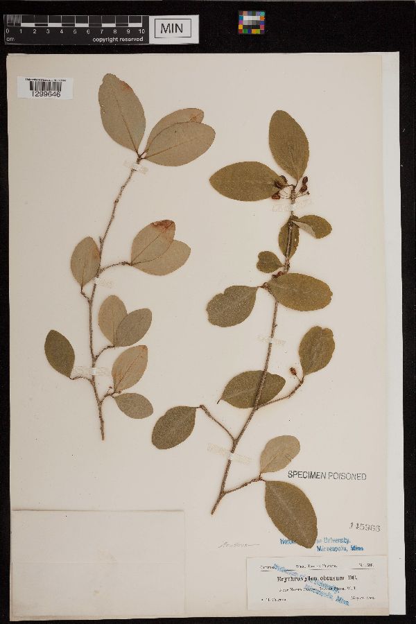 Erythroxylum havanense image