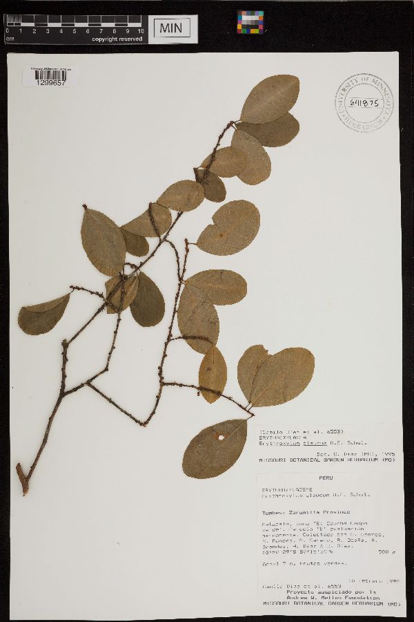 Erythroxylum glaucum image